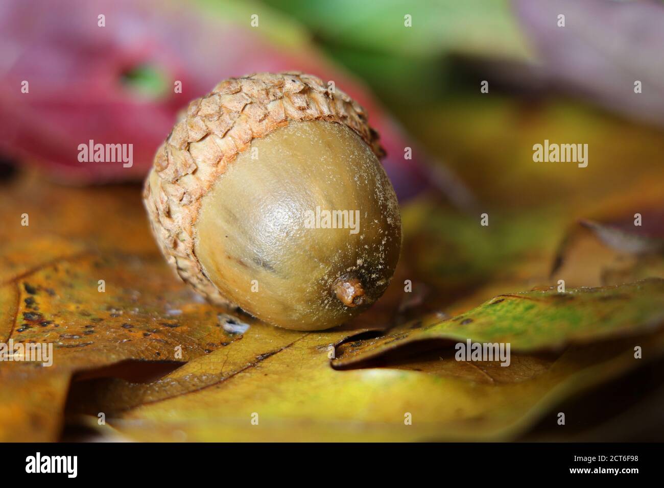 Close up of a brown acorn on fall leaves Stock Photo