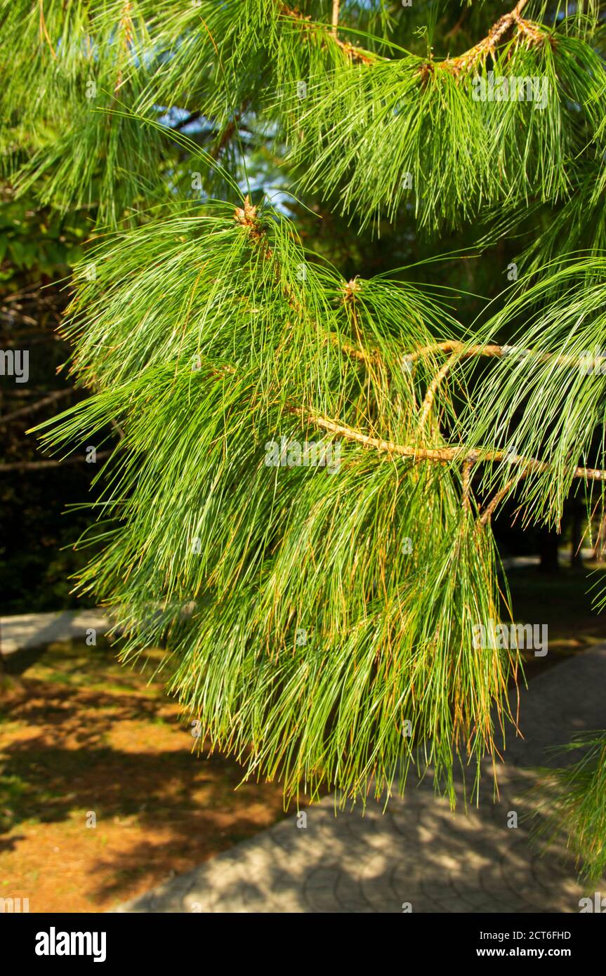 Pinus patula. Pinus strobus pine with a weeping crown Stock Photo
