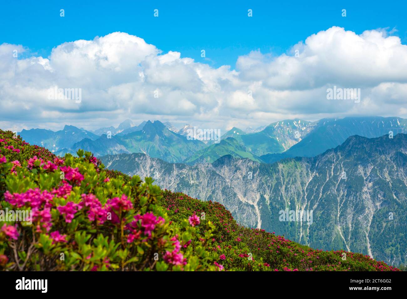 Alpenrosenblüte, Panorama vom Fellhorn, 2038m, zur Höfats, 2259m, und weitere Allgäuer Berge, Allgäuer Alpen, Allgäu, Bayern, Deutschland, Europa Stock Photo