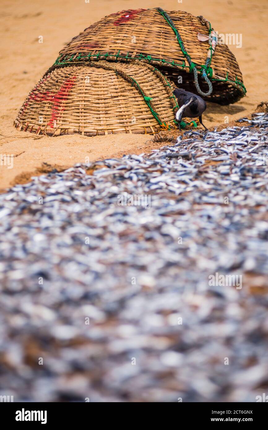 Crows eating dried fish at Negombo fish market (Lellama fish market