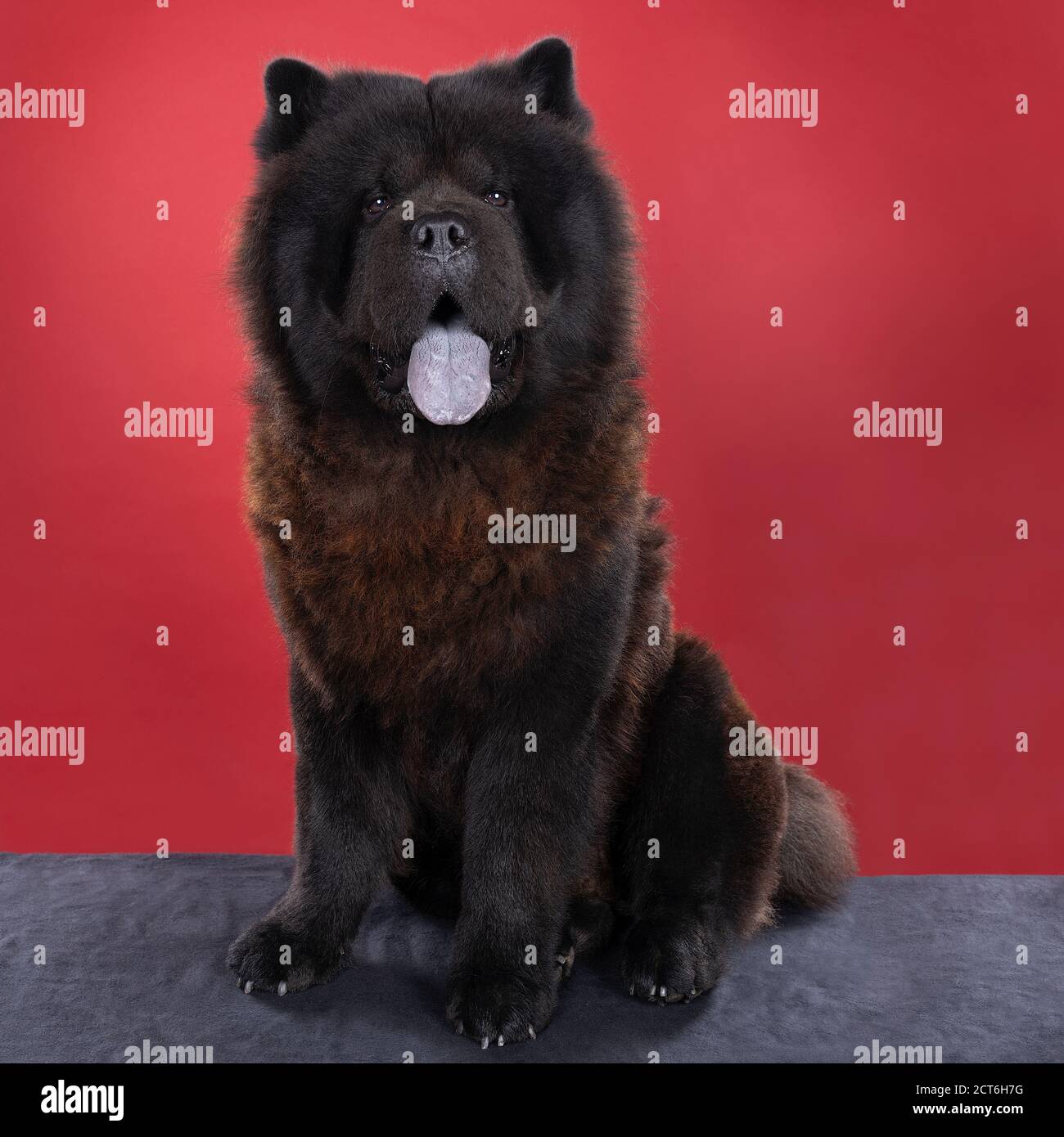 What Does Chow Dog Patronus Mean