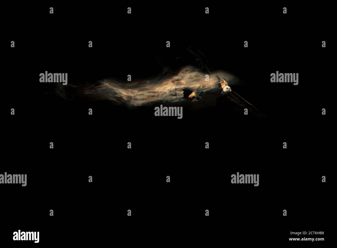Abstract nature. Flying bird. Dispersion effect. Black background. Stock Photo