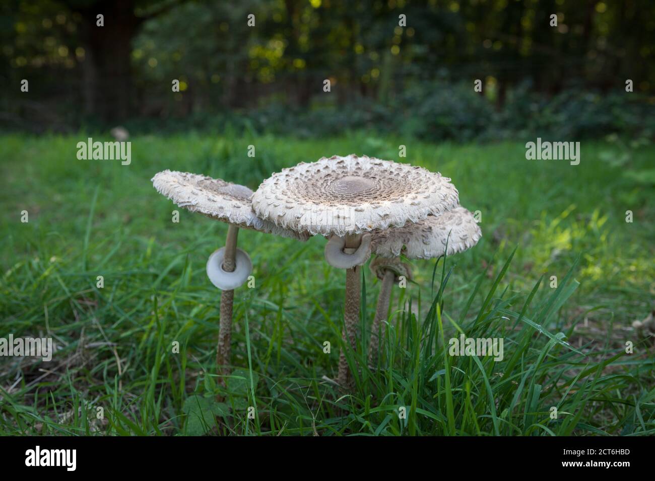 A trio of parasol mushrooms. An edible and common mushroom found in temperate regions. Stock Photo