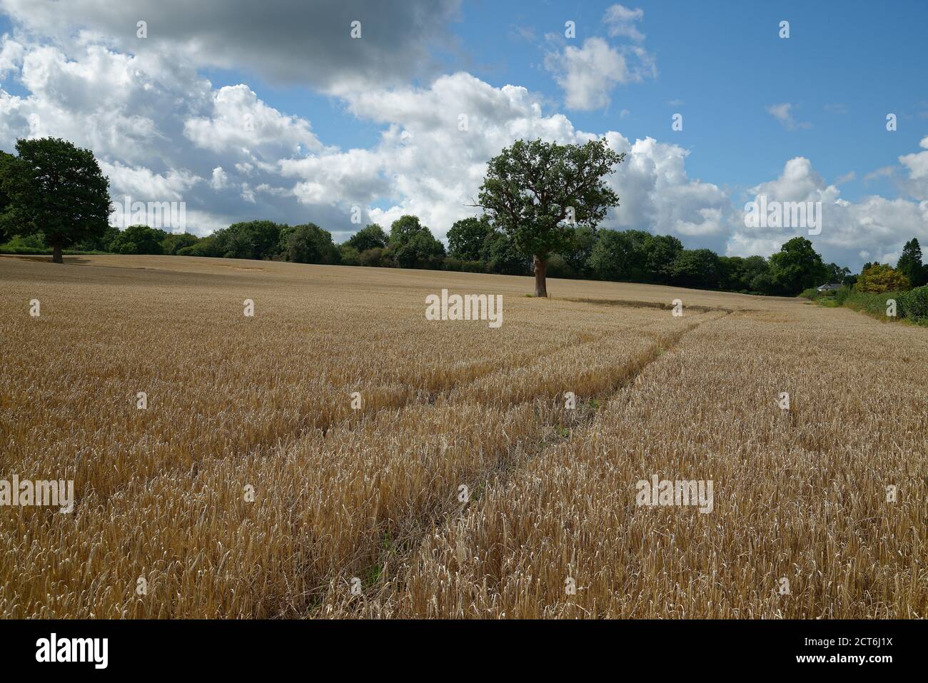A cereal crop field of Barley waiting for harvest. Dry mature crop in late summer. Stock Photo