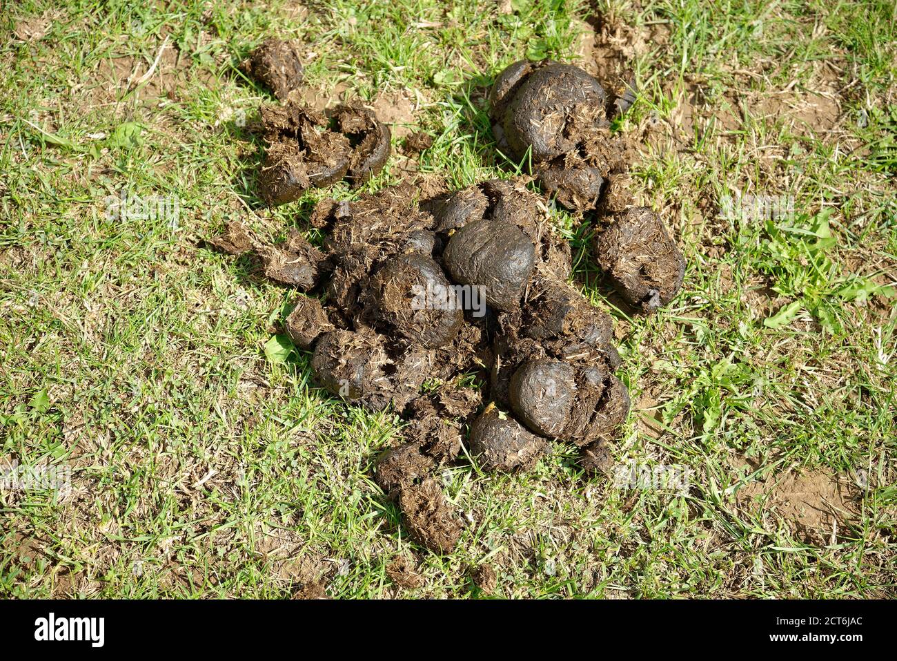 Horse faeces or horse droppings, or horse pooh. Stock Photo