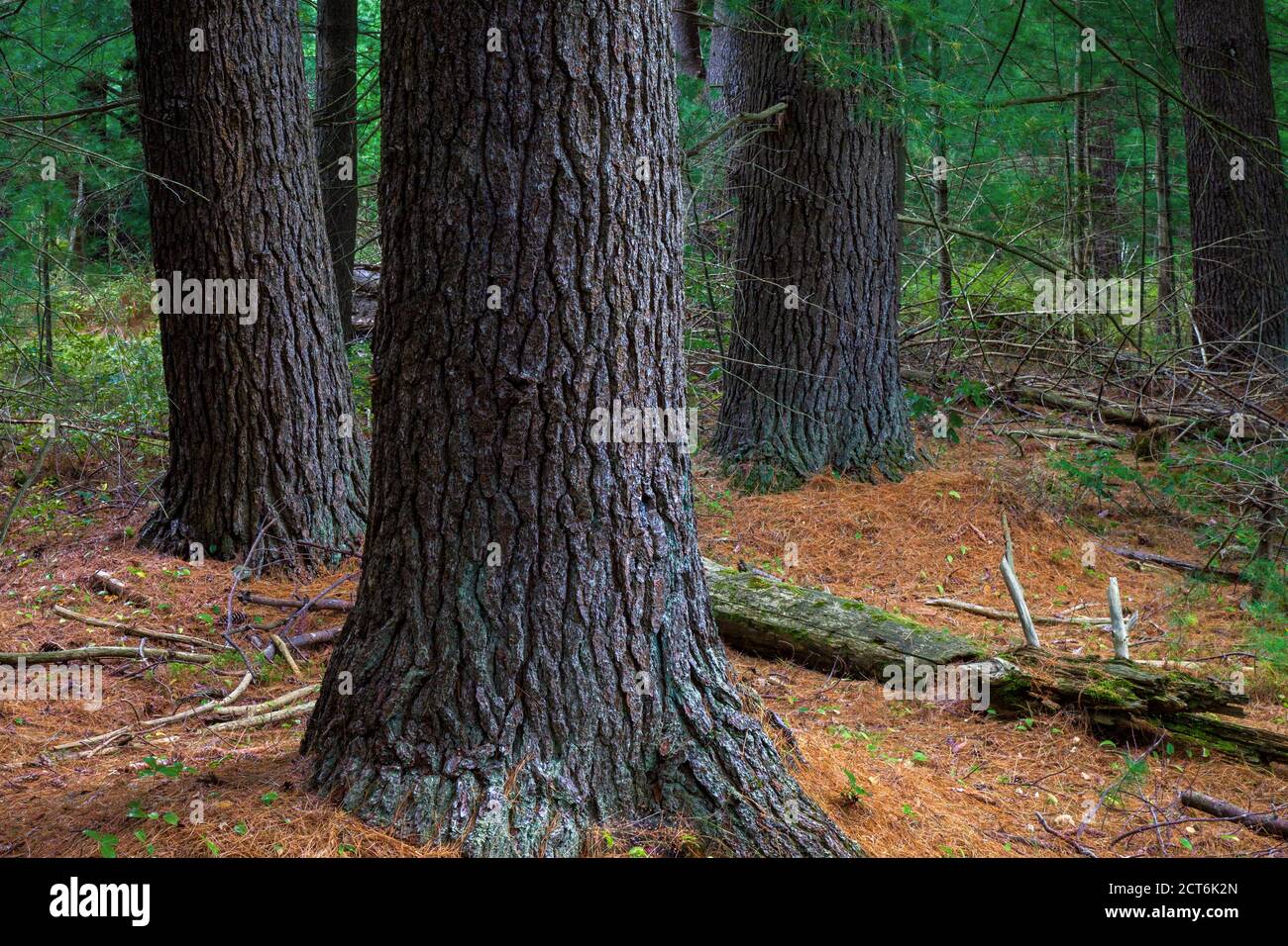A mature Eastern While Pine forest in Pennsylvania’s Pocono Mountains Stock Photo