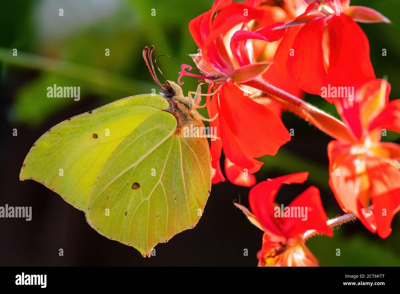 Common Brimstone - Gonepteryx rhamni, beautiful yellow butterfly from European gardens and meadows, Zlin, Czech Republic. Stock Photo