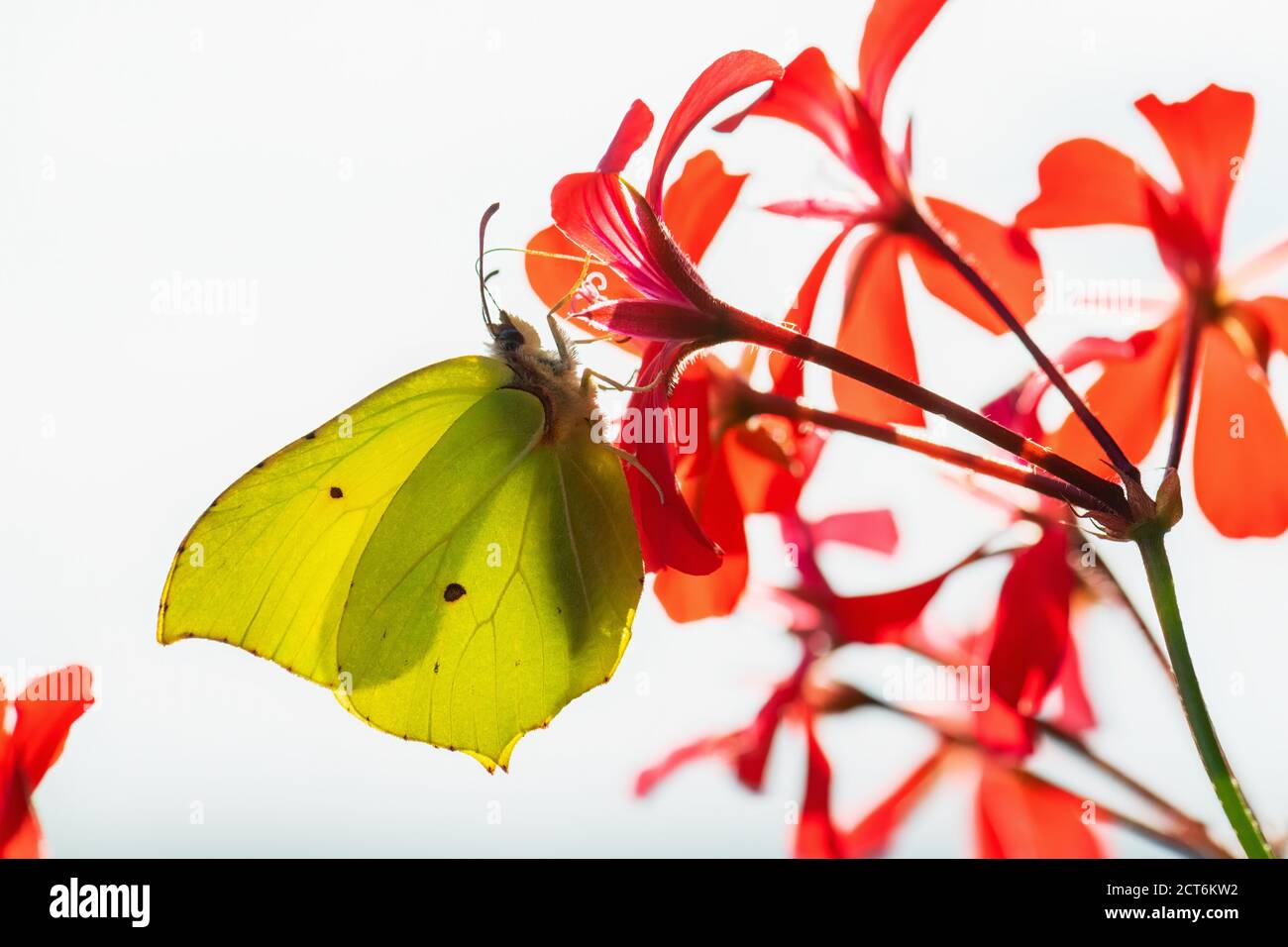 Common Brimstone - Gonepteryx rhamni, beautiful yellow butterfly from European gardens and meadows, Zlin, Czech Republic. Stock Photo