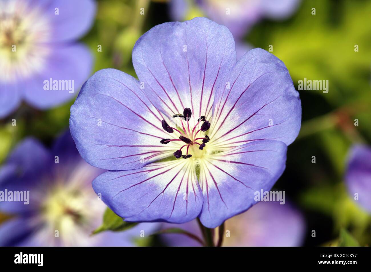 Geranium Rozanne 'Gerwat' a spring summer blue purple flower plant commonly known as cranebill Stock Photo