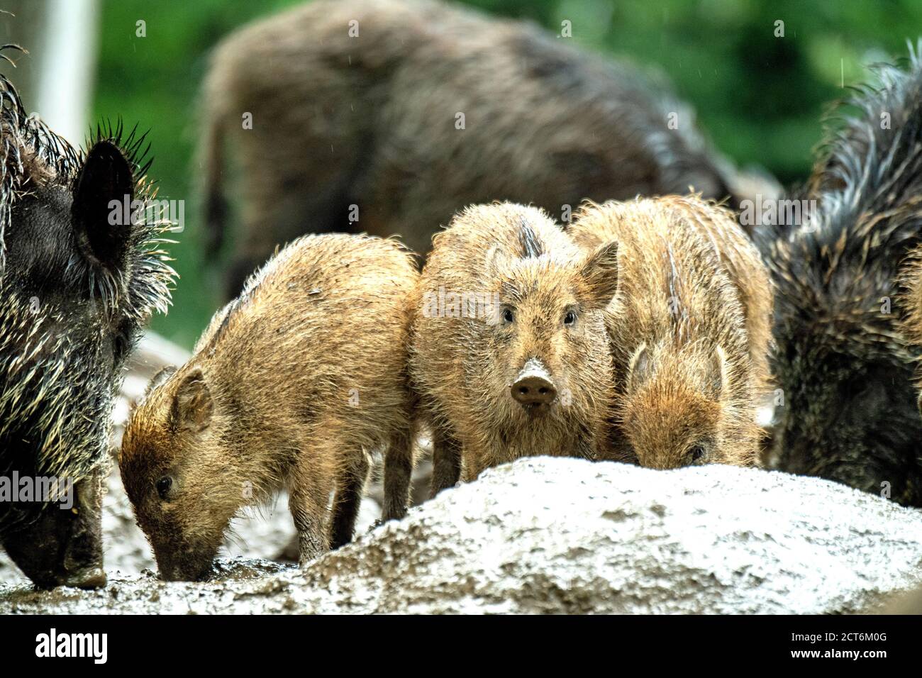 Wildschweine im Mischwald *** Local Caption ***  Borstentiere,Echte Schweine,Frischlinge,Paarhufer,Sau,Sauen,Sauen im Juni,Sauen im Wald,Schwarzkittel Stock Photo