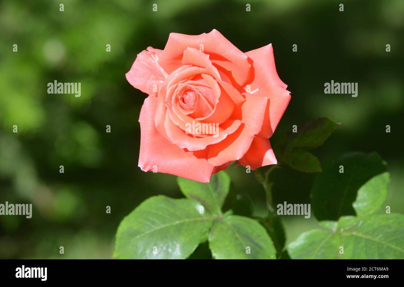 Rose petals in the morning light hi-res stock photography and images ...