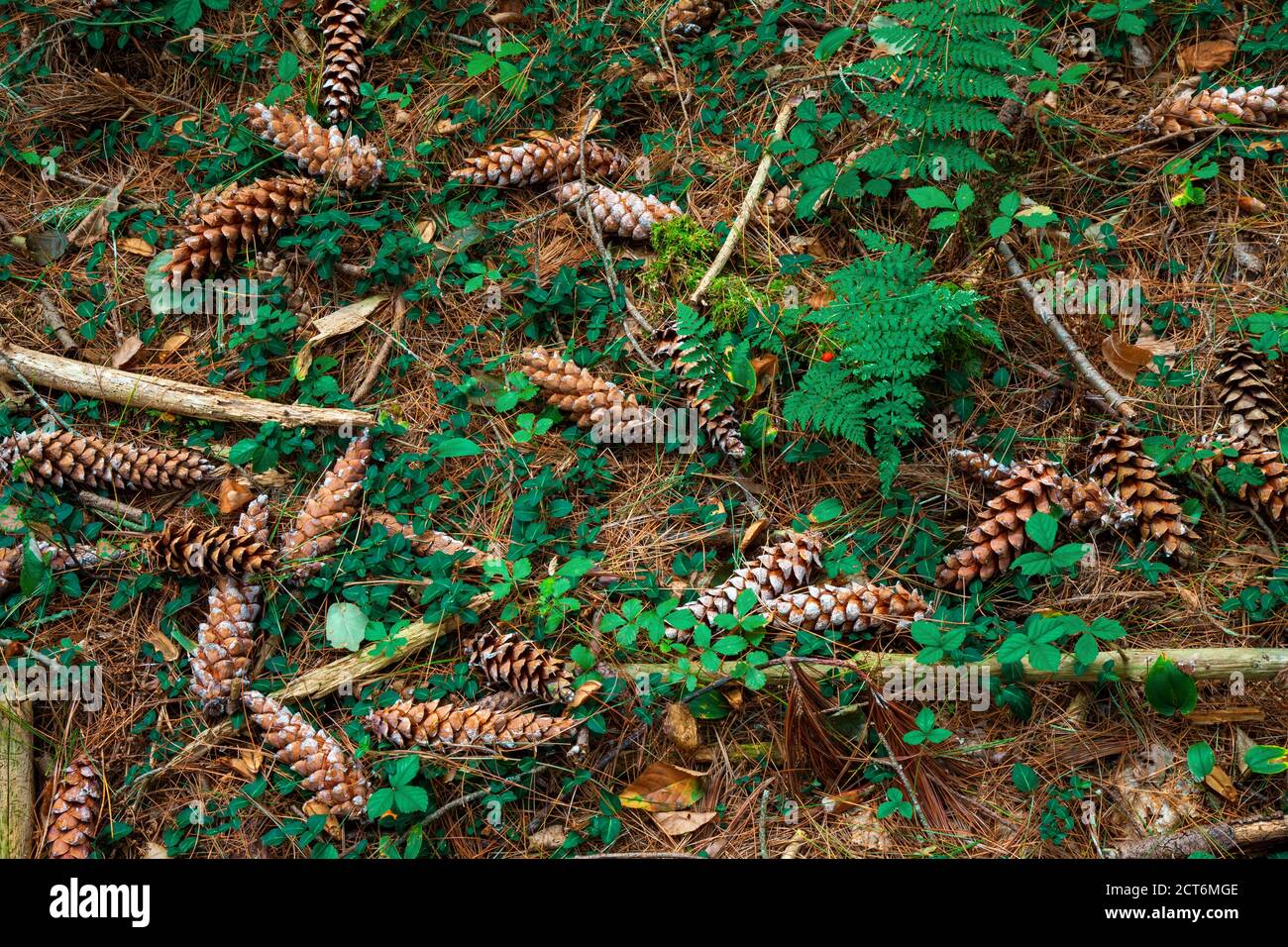 Fallen Eastern White Pine cones on a forest floor in Pennsylvania’s Pocono Mountains Stock Photo