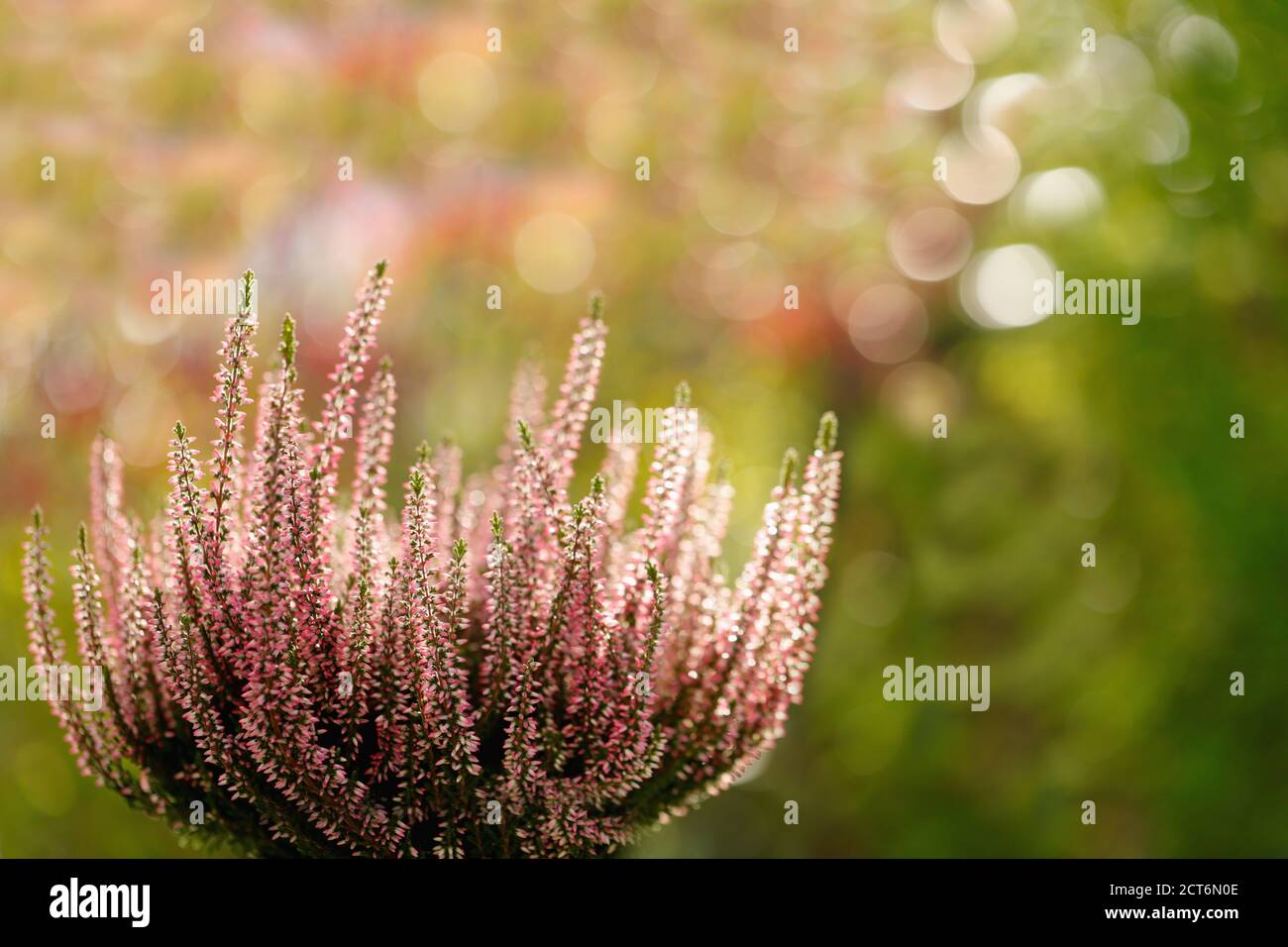 A heather plant against a decorative blurred background Stock Photo