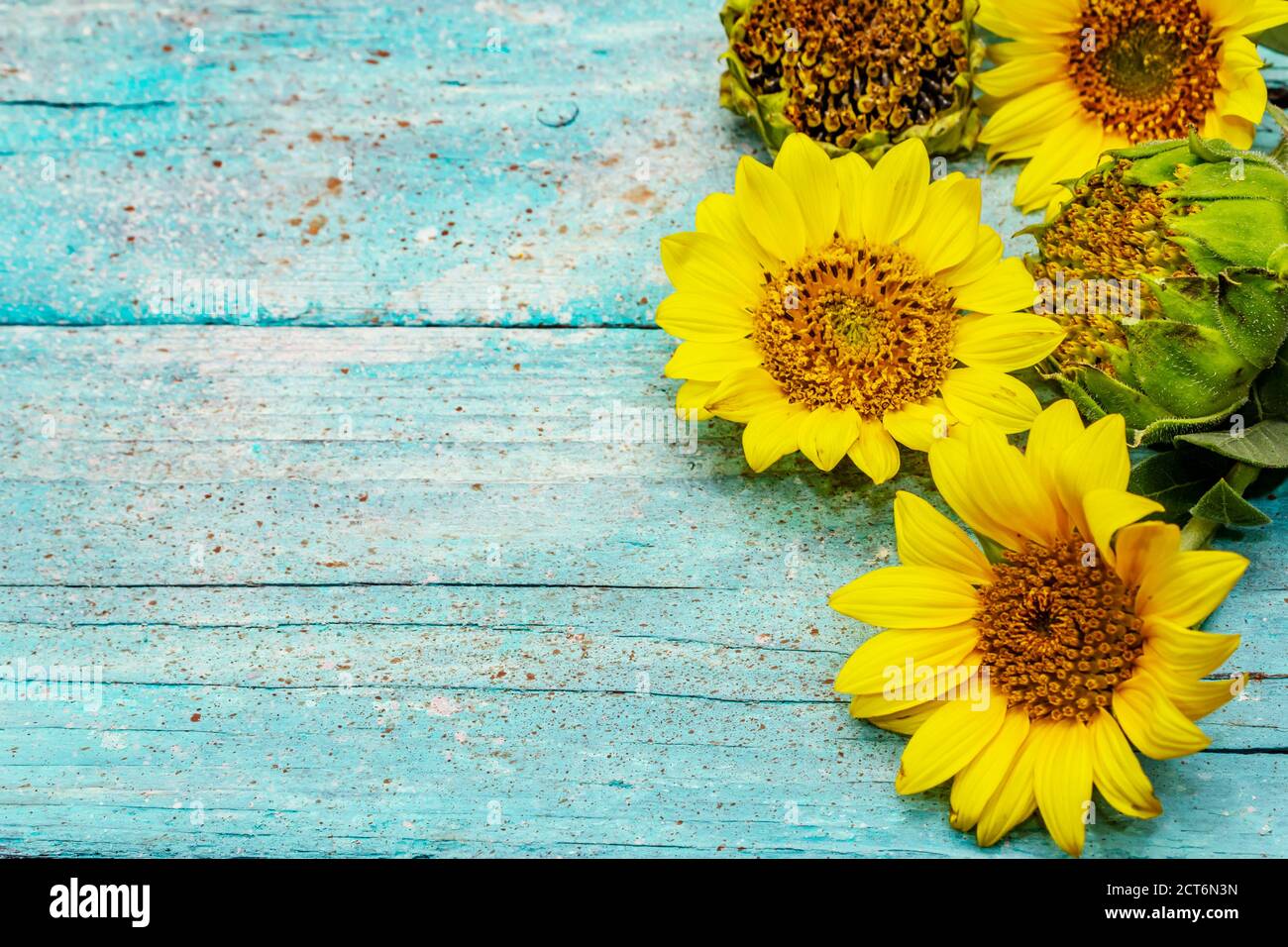 Fresh sunflowers on trendy turquoise wooden boards background. Bright ...