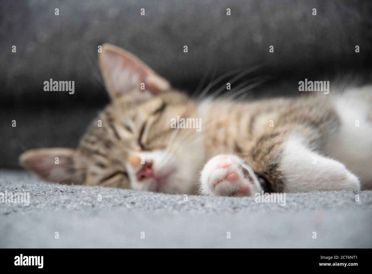 Grey tabby cat sleeping on hi-res stock photography and images - Alamy