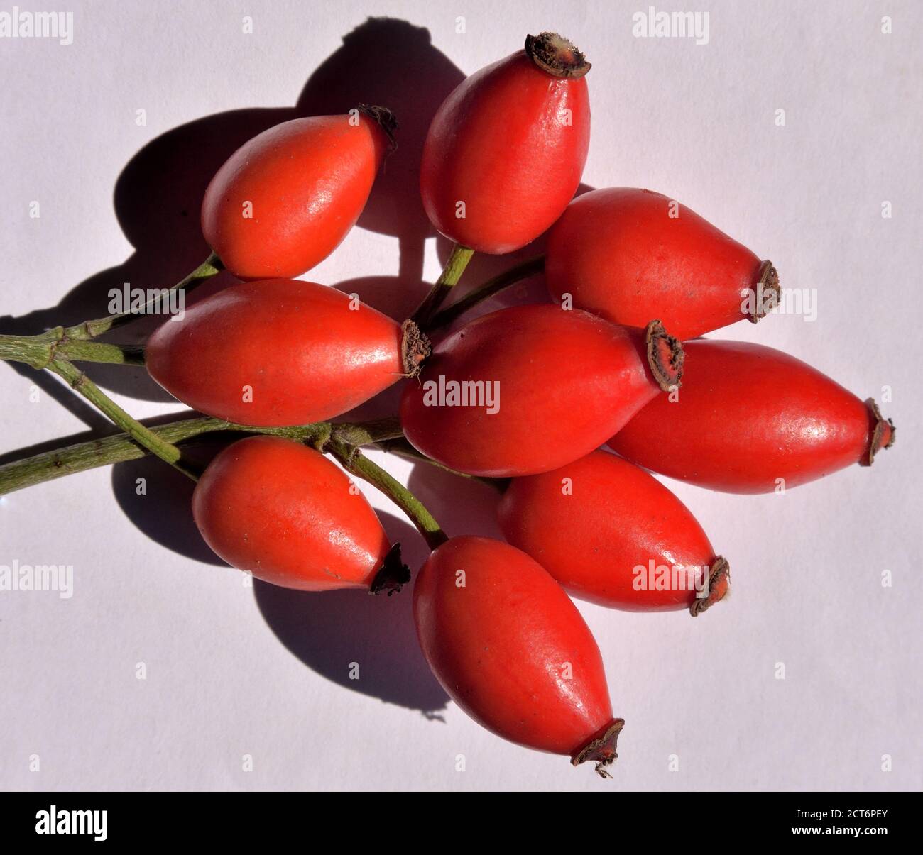 ROSE HIPS, FRUIT OF THE ROSE PLANT, SOURCE OF VITAMIN C Stock Photo Alamy