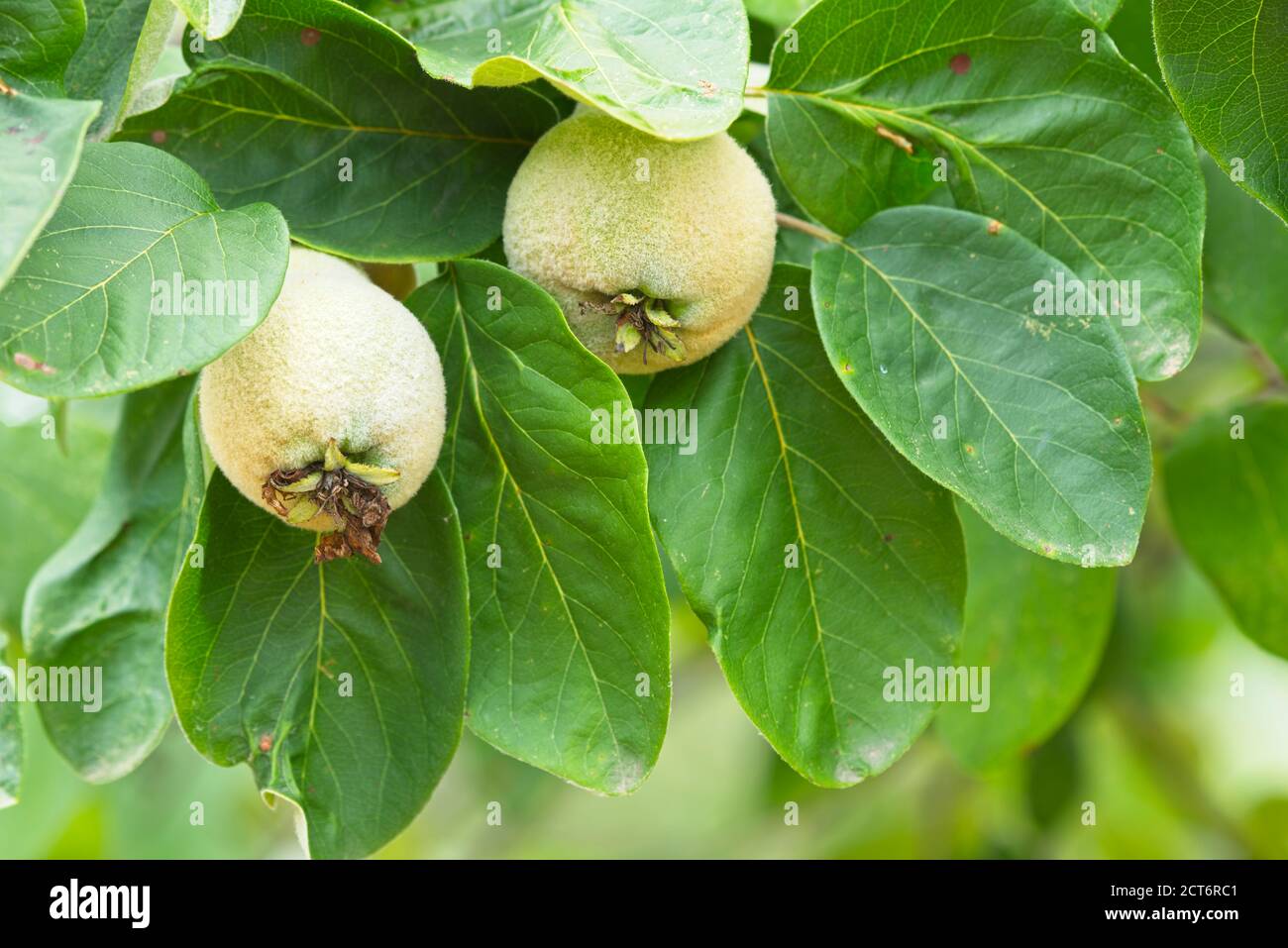 Quince tree with golden, greywhite fine hair covered apple fruits