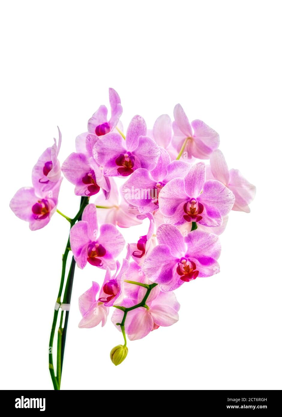 Purple Orchid on white background Stock Photo