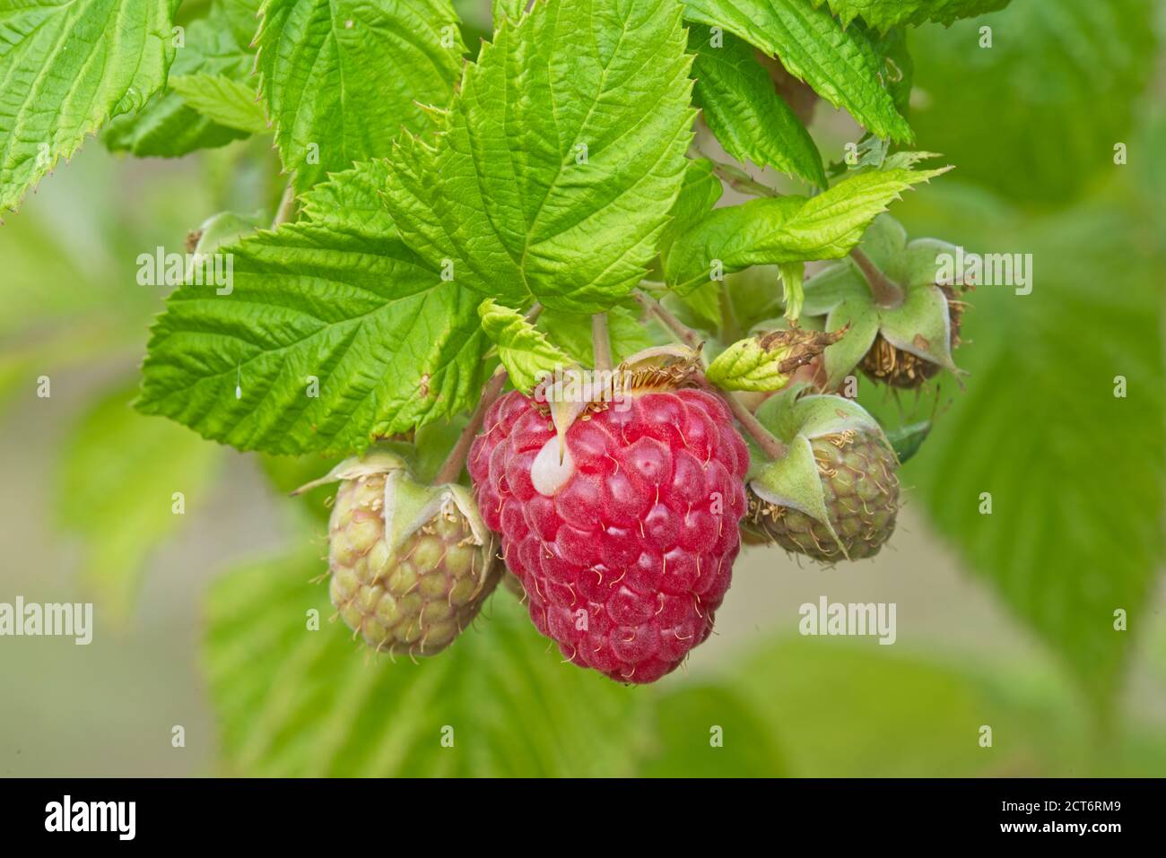 Close up of a cultivated red berry ready to pick up. Stock Photo