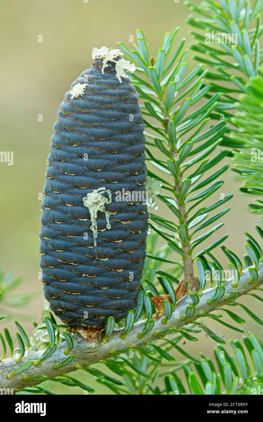 Close up Korean pine cone, Pinus koraiensis, native to eastern Asia. Stock Photo