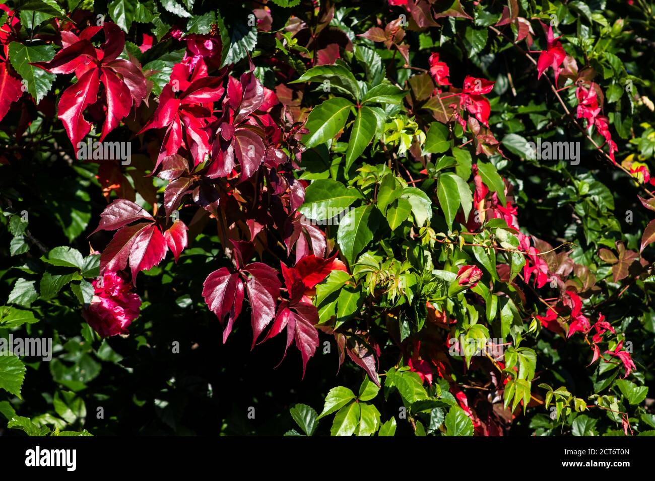 A wall covered with scarlet, green and burgundy colored leaves of a Virginia creeper, Parthenocissus quinquefolia, in the early autumn Stock Photo