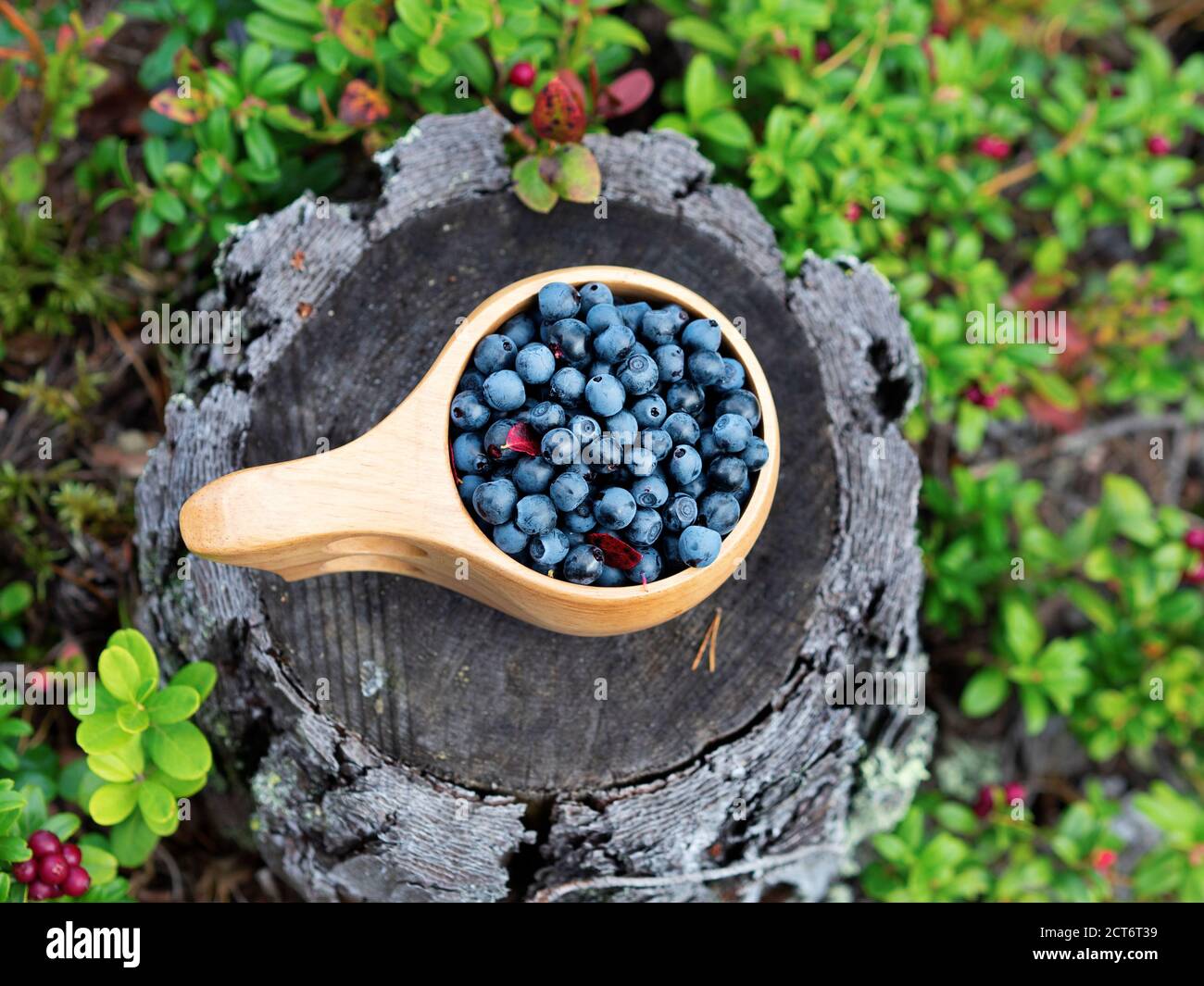 Fresh blueberries in a wooden mug on a stump in the forest. Delicious and healthy food concept. Stock Photo