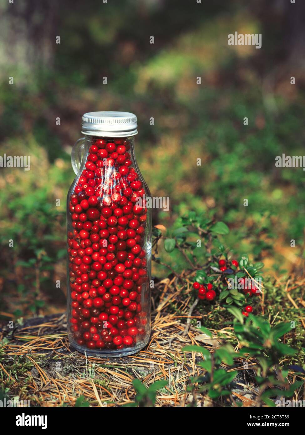 Fresh lingonberries in a glass bottle on a clearing in the forest. Bottle full of berries fresh ripe northern lingonberry . The concept of healthy foo Stock Photo