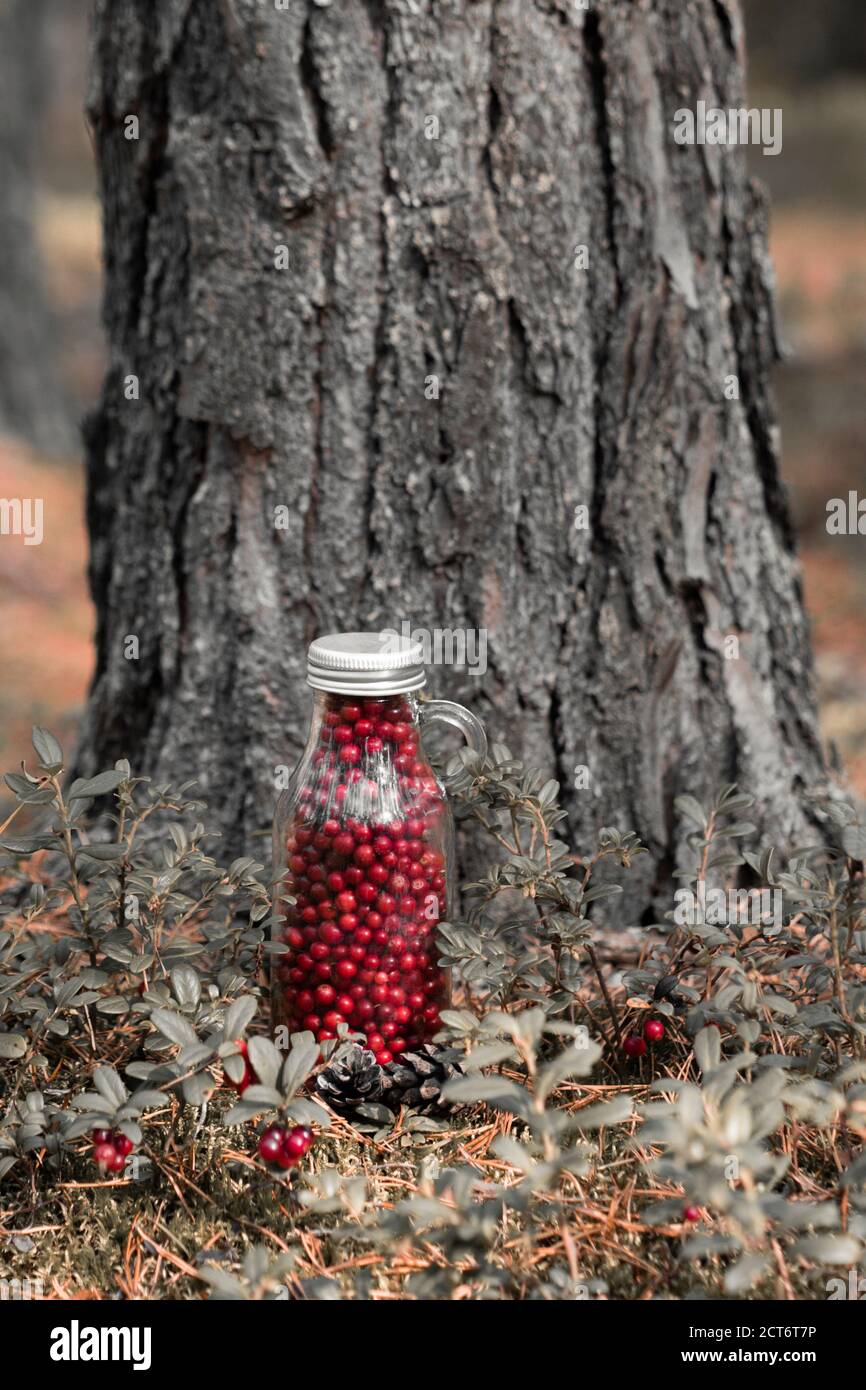 Fresh lingonberries in a glass bottle on a clearing in the forest. Bottle full of berries fresh ripe northern lingonberry . The concept of healthy foo Stock Photo