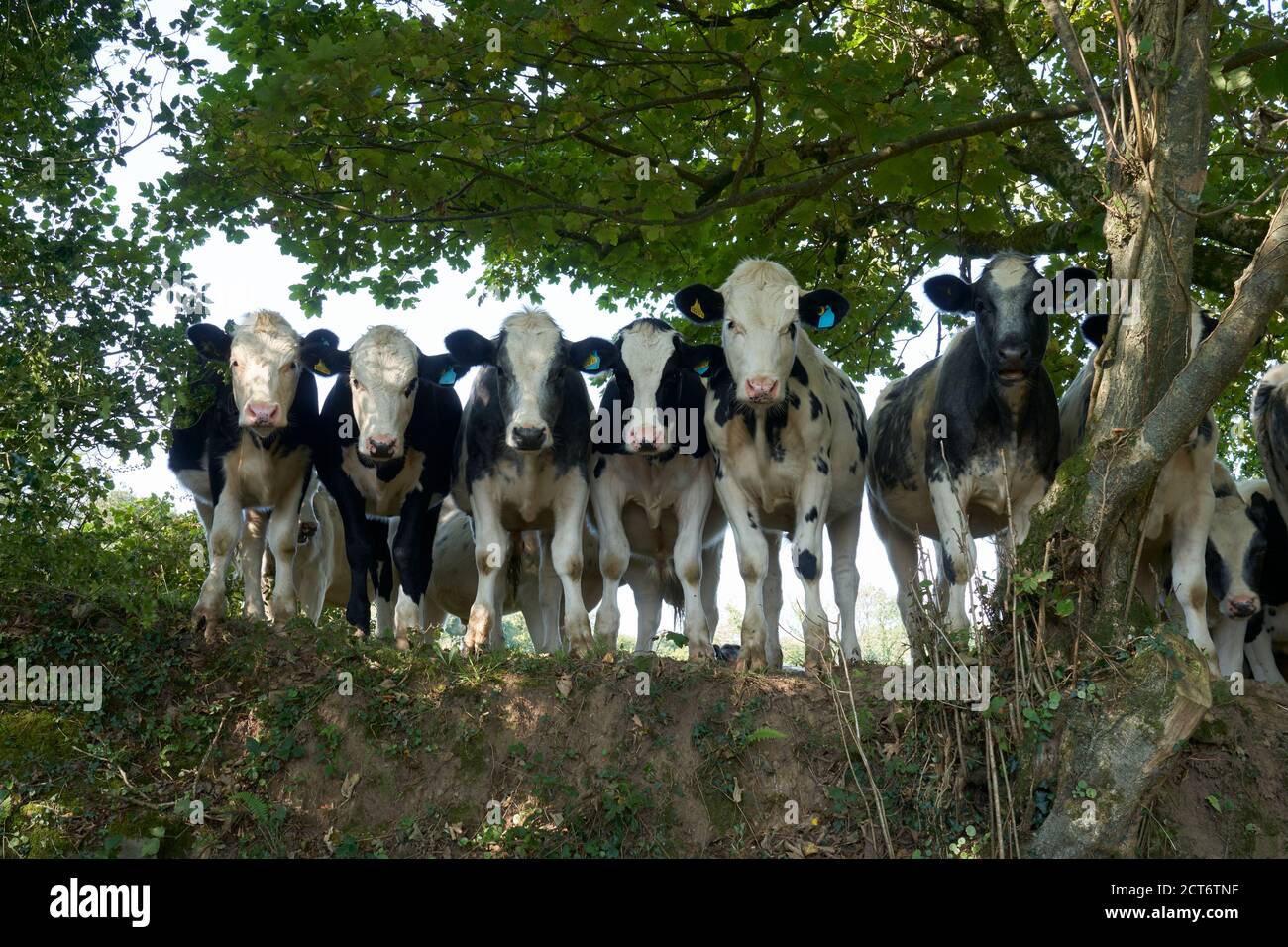 Herd of curious cows looking down Stock Photo