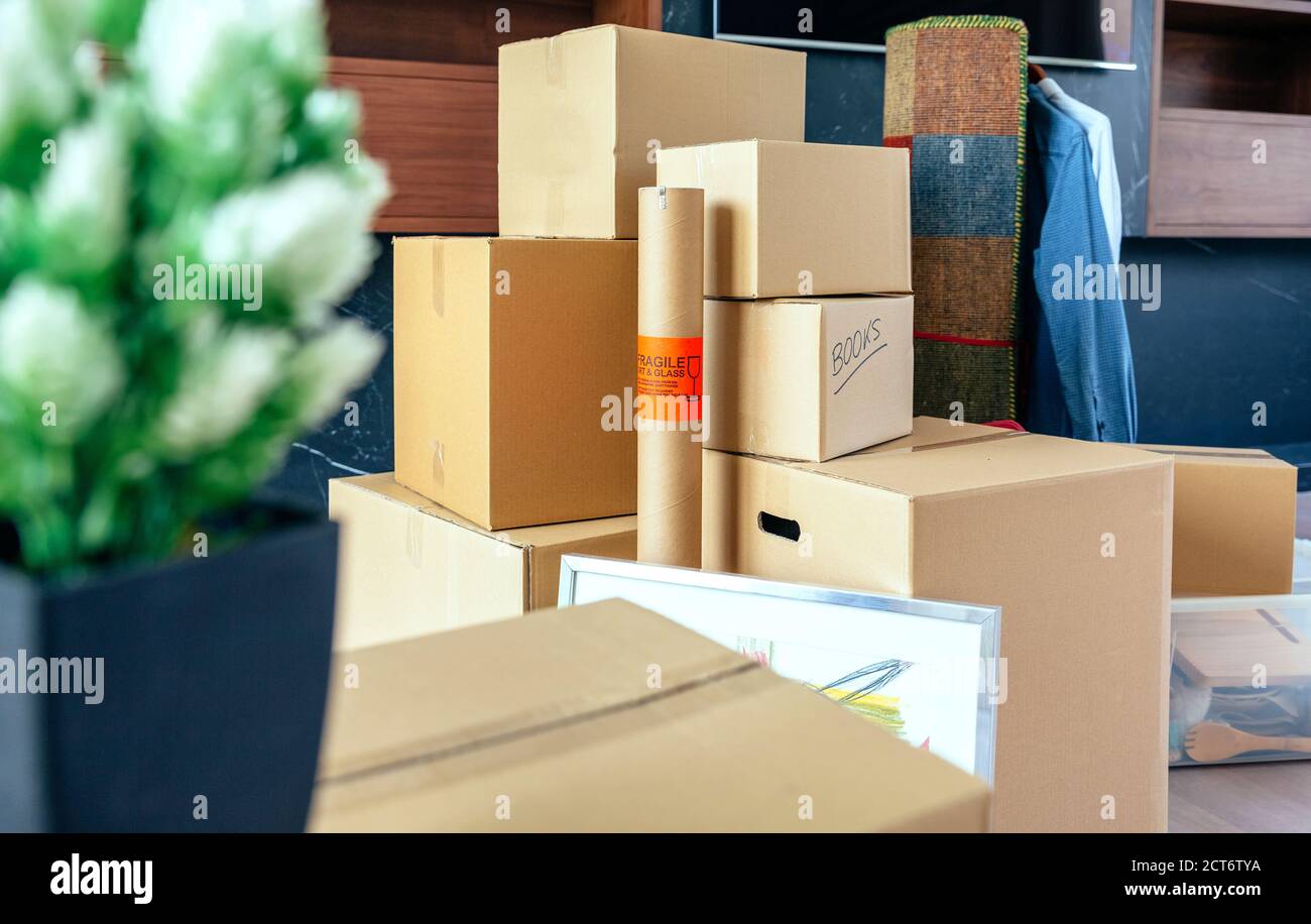 Stacked moving boxes and plant Stock Photo Alamy