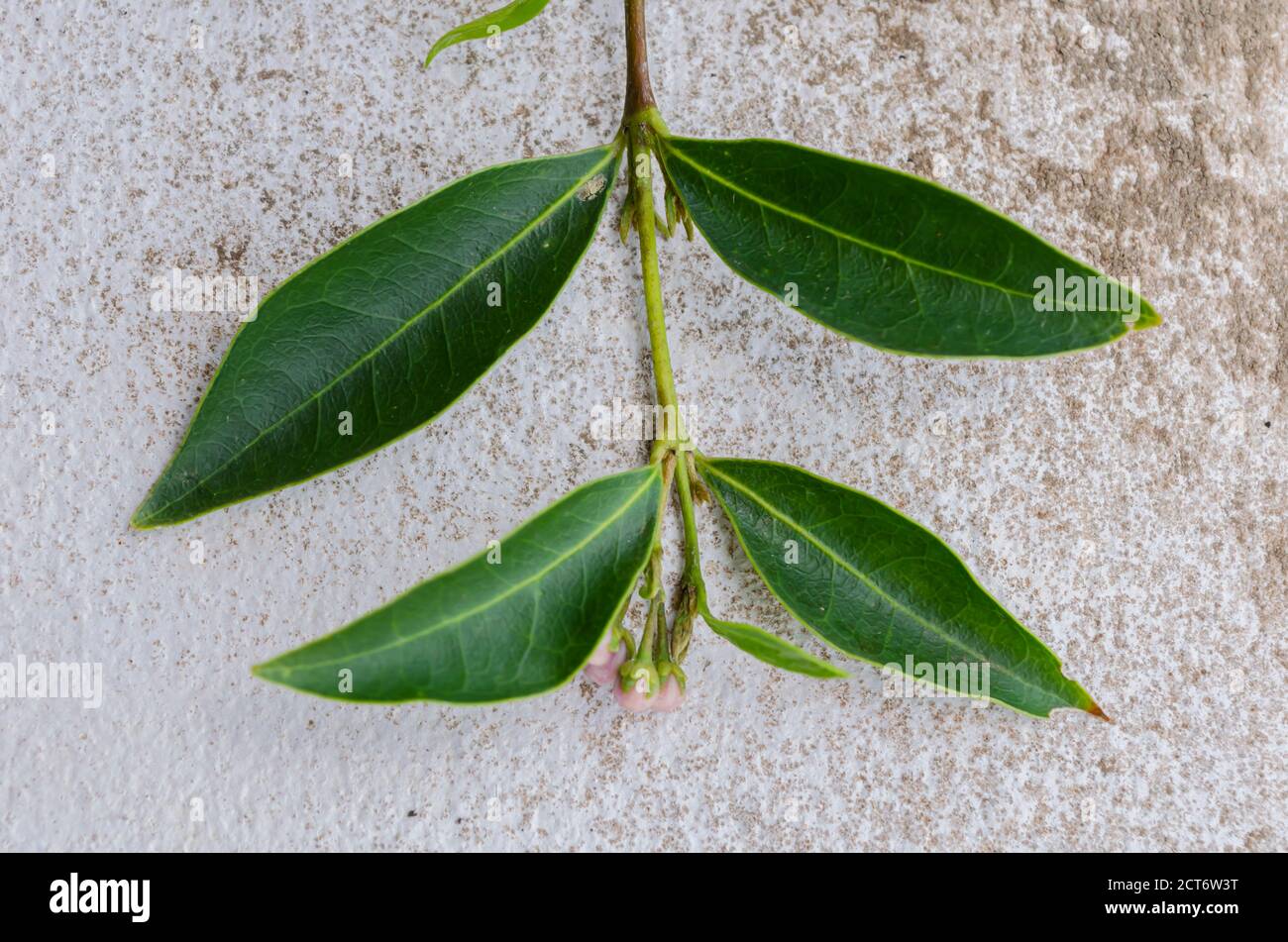 Leaves of Malpighia Glabra Plant Stock Photo