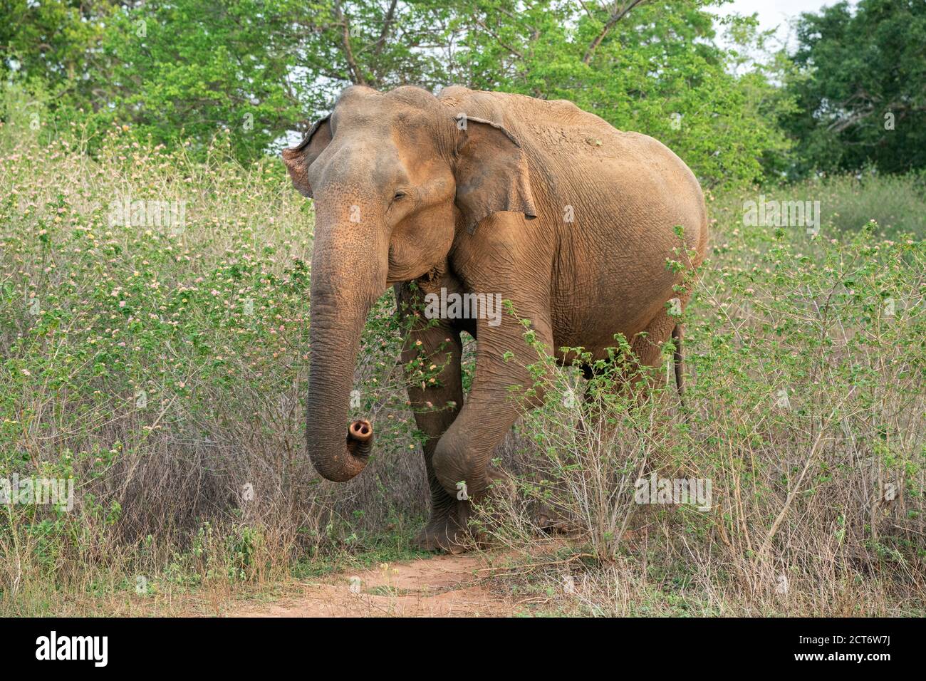 Asian Elephant (Elephas maximus), adult walking in short vegetation,  Yala, Sri Lanka, 24 August 2019 Stock Photo