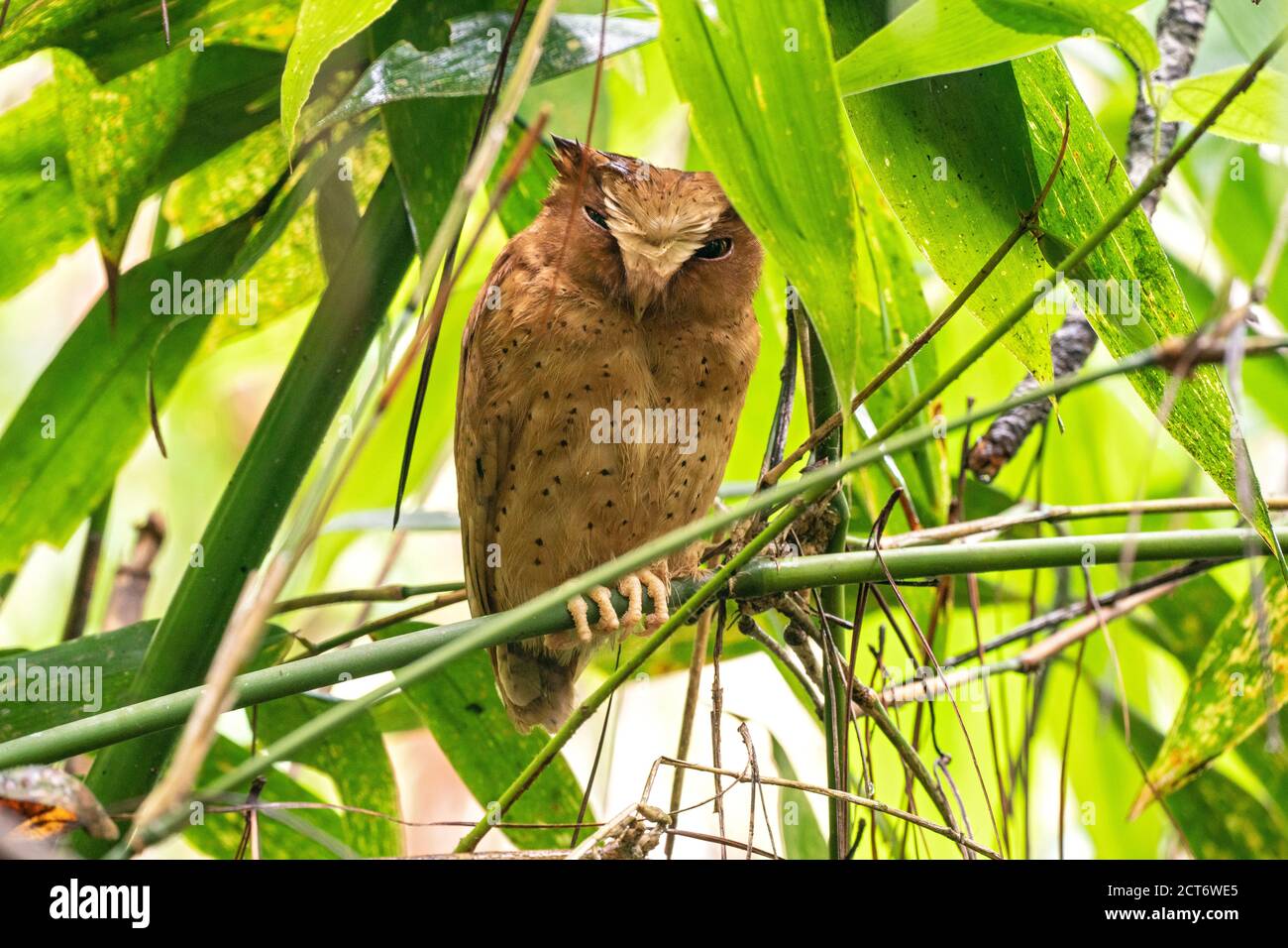 Serendib scops owl (Otus thilohoffmanni), single bird perched on branch of  a tree, Sinharaja, Sri Lanka, 22 August 2019 Stock Photo - Alamy