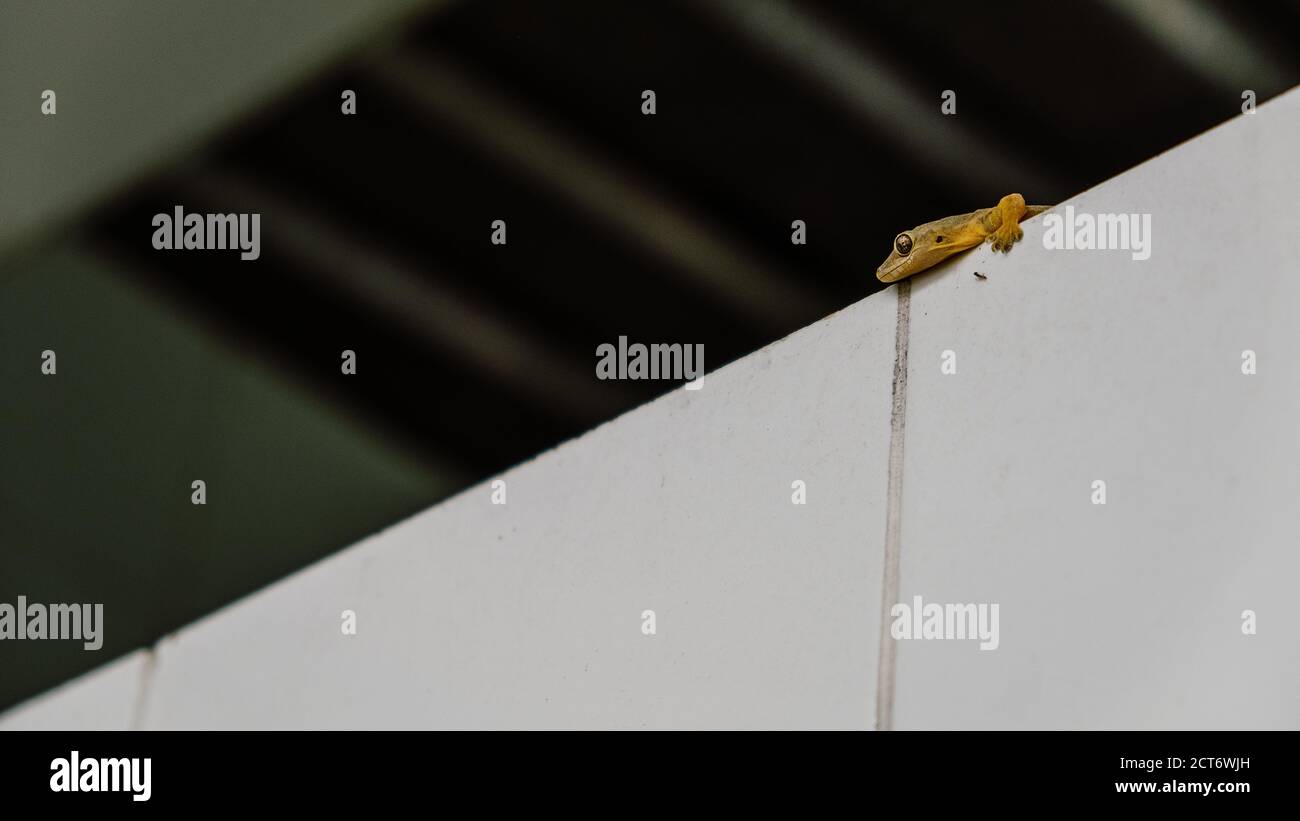 A house gecko lizard on wall Stock Photo