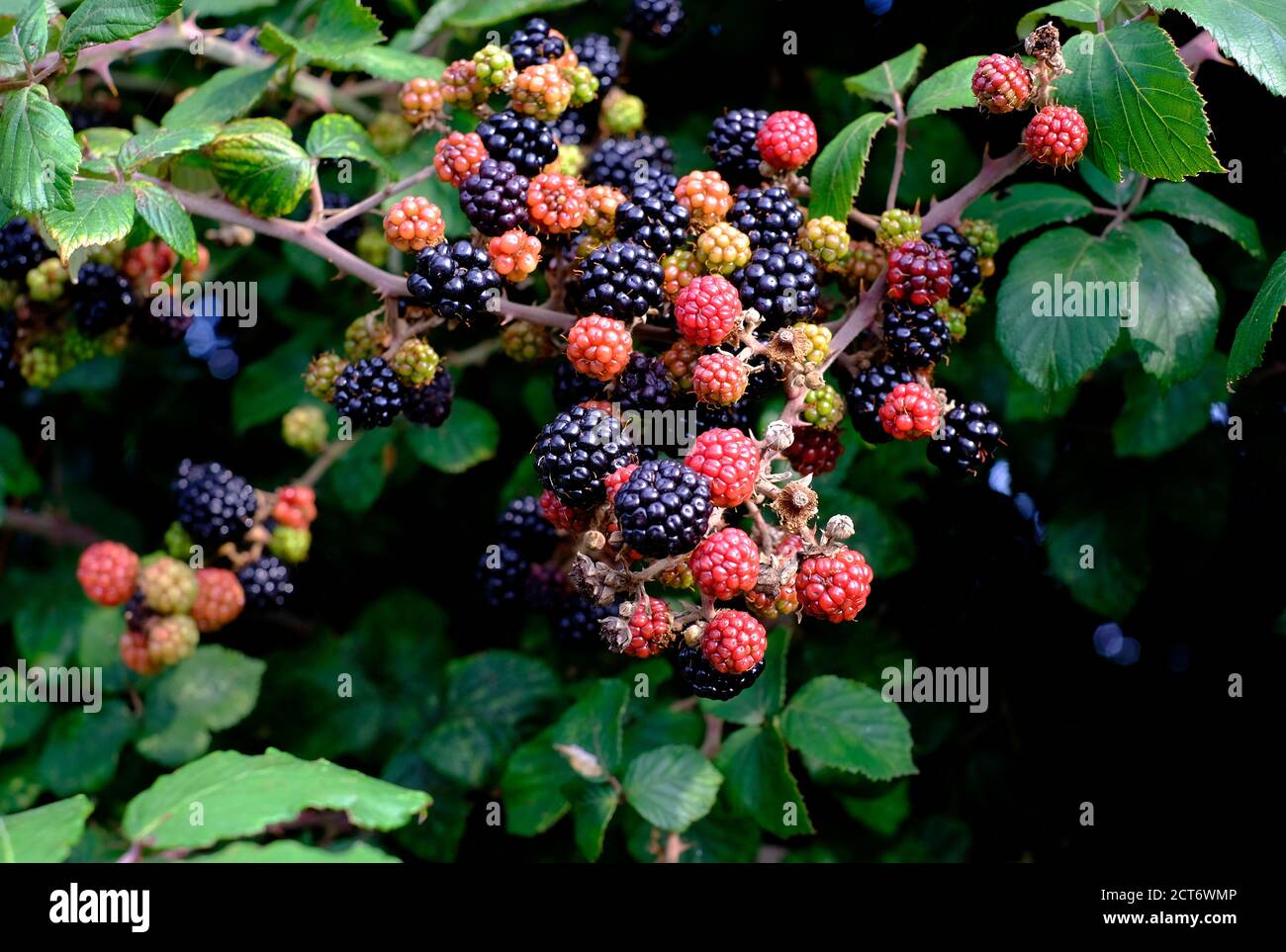 blackberries in various stages of ripening on bush Stock Photo Alamy