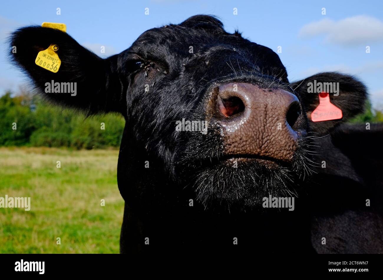 close up of cow portrait, norfolk, england Stock Photo