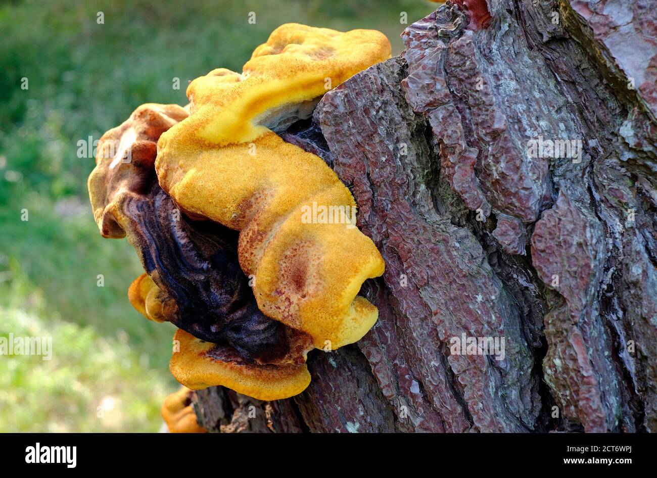 yellow tree fungus, holkham pine woods, north norfolk, england Stock Photo