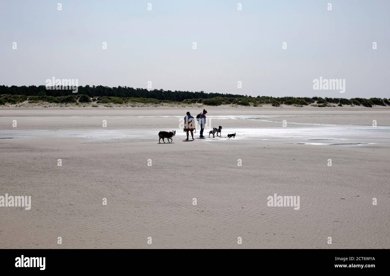 dog walkers on holkham beach, north norfolk, england Stock Photo