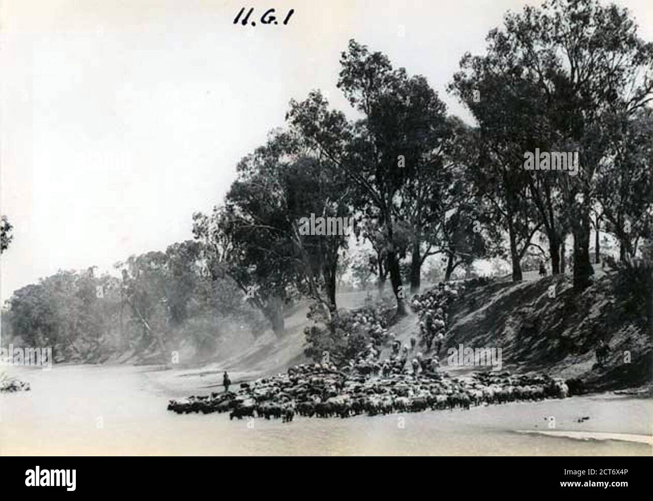 1940s Cattle High Resolution Stock Photography and Images - Alamy