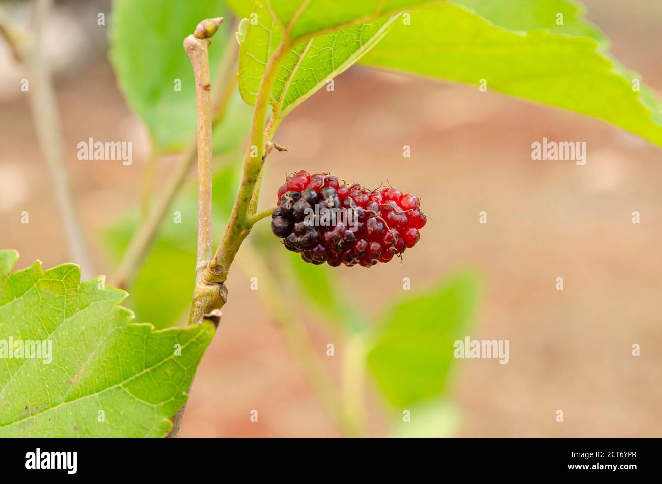 Woman in red overcoat holding a Mulberry Roxanne leather handbag Stock  Photo - Alamy