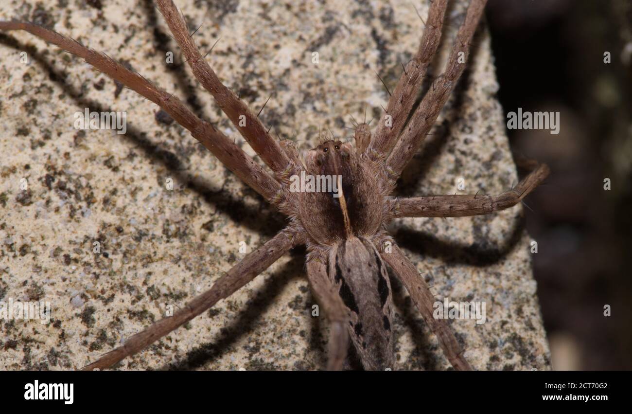 nursery web spider in macro Stock Photo