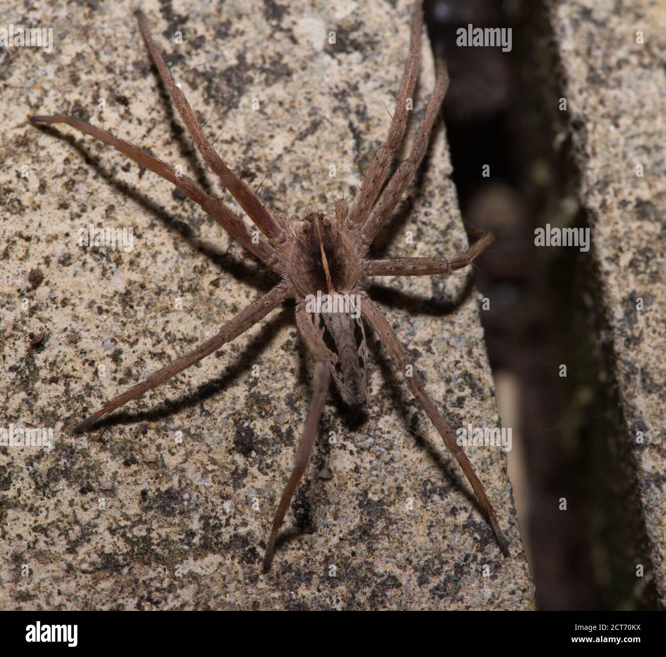 nursery web spider in macro Stock Photo