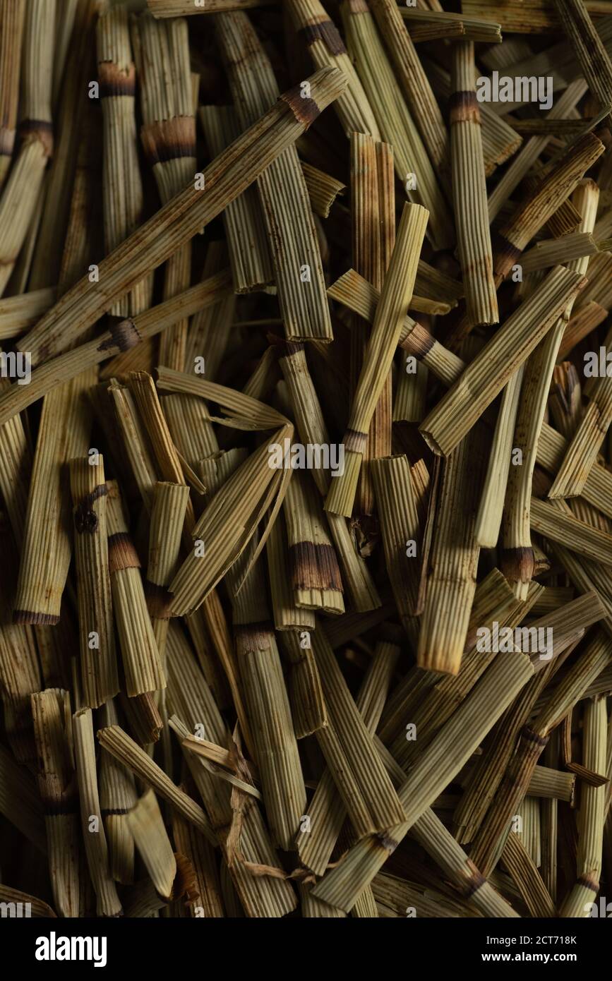 macro close up Equisetum arvense “ horse tail “ dry plant, selective focus, tea Stock Photo