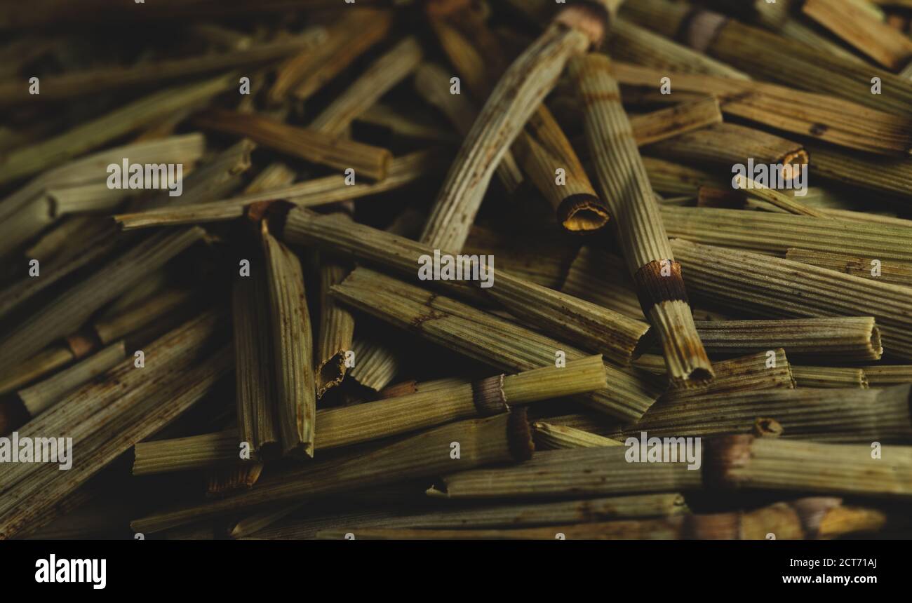 macro close up Equisetum arvense “ horse tail “ dry plant, selective focus, tea Stock Photo