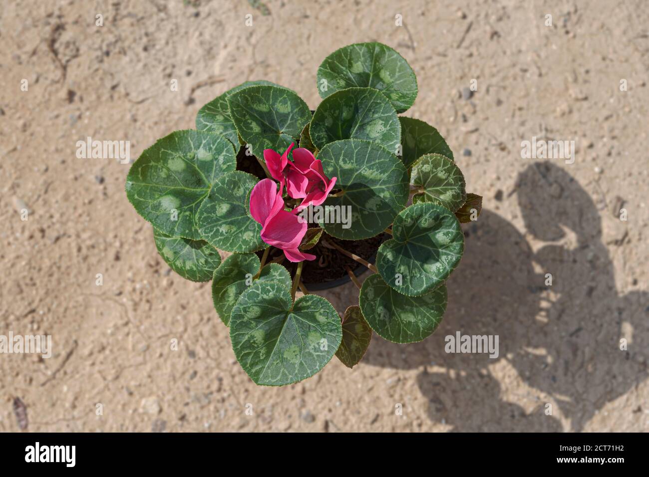 a potted persian cyclamen rakefet plant with three open magenta flowers on a blurred beige sand background showing the beautifully marked leaves Stock Photo
