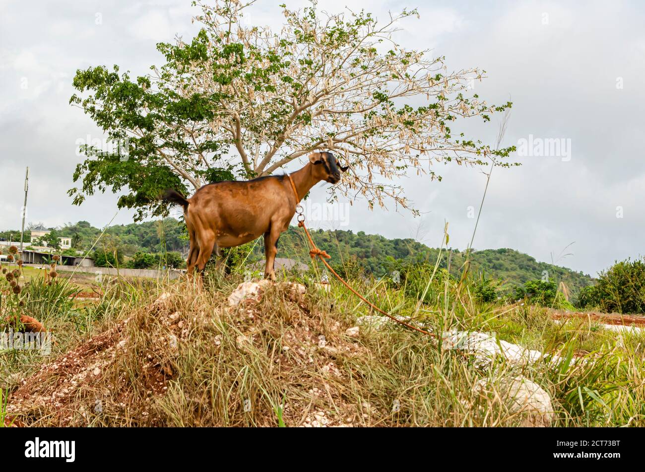 Goat Standing On Mound Stock Photo