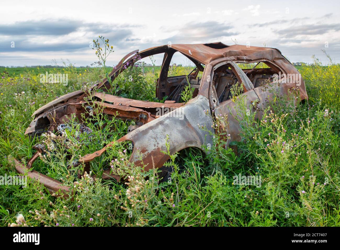 Abandoned car overgrown with weeds hi-res stock photography and images ...