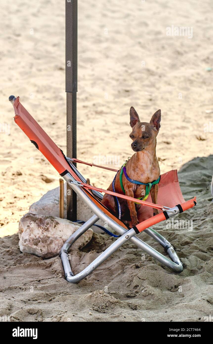 Dog sitting on chair hi-res stock photography and images - Alamy