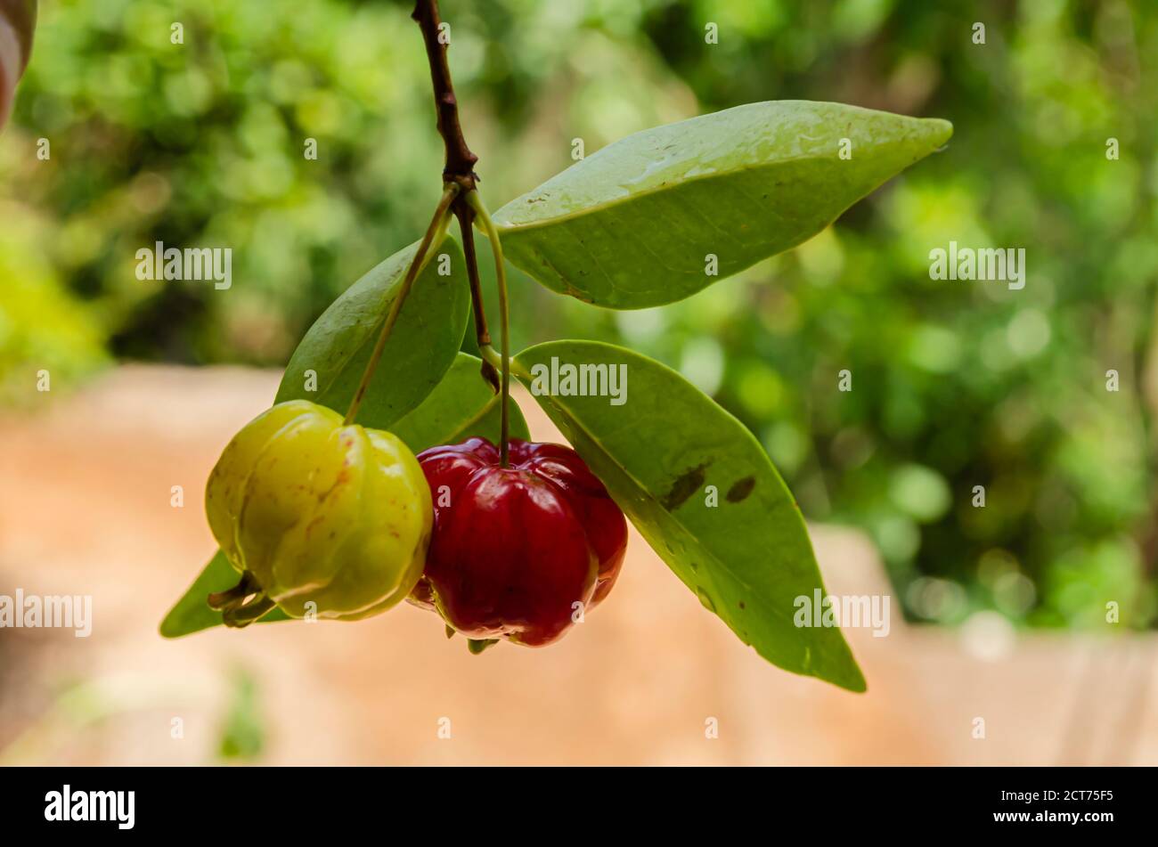 Ripe And Unripe Cherries On Branch Stock Photo