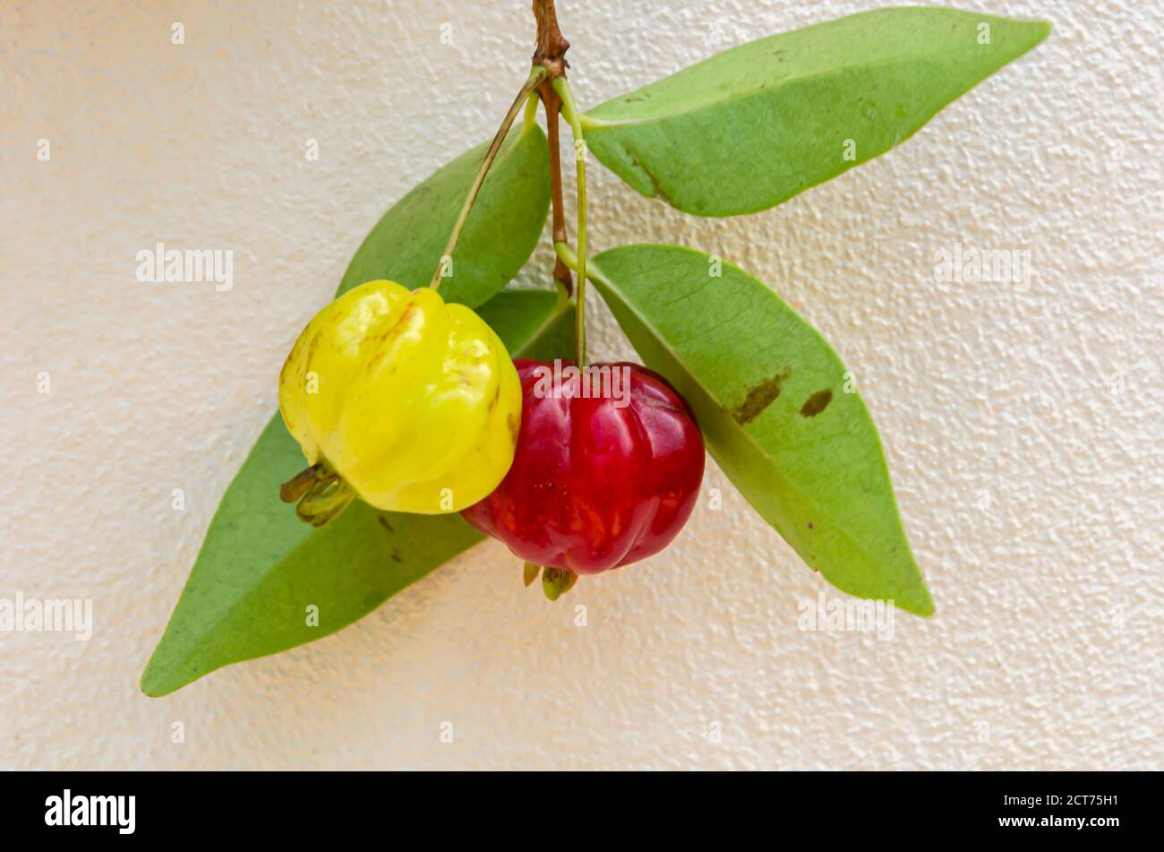 Fruits, And Abaxial Side Of Pitanga Leaf Stock Photo